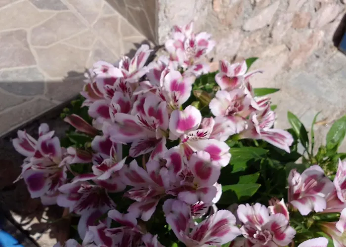 Paradis * Архангелос