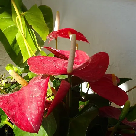 Lejlighed Paradis Archangelos (Rhodes)