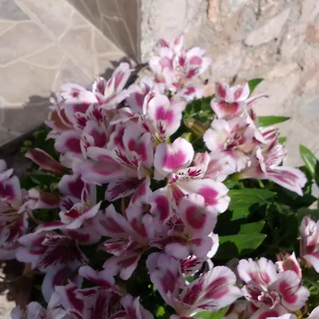 Paradis * Archangelos (Rhodes)