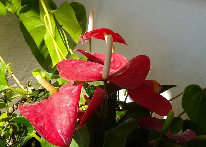 Appartement Paradis Archangelos (Rhodes)