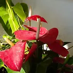 Lägenhet Paradis Archangelos (Rhodes)